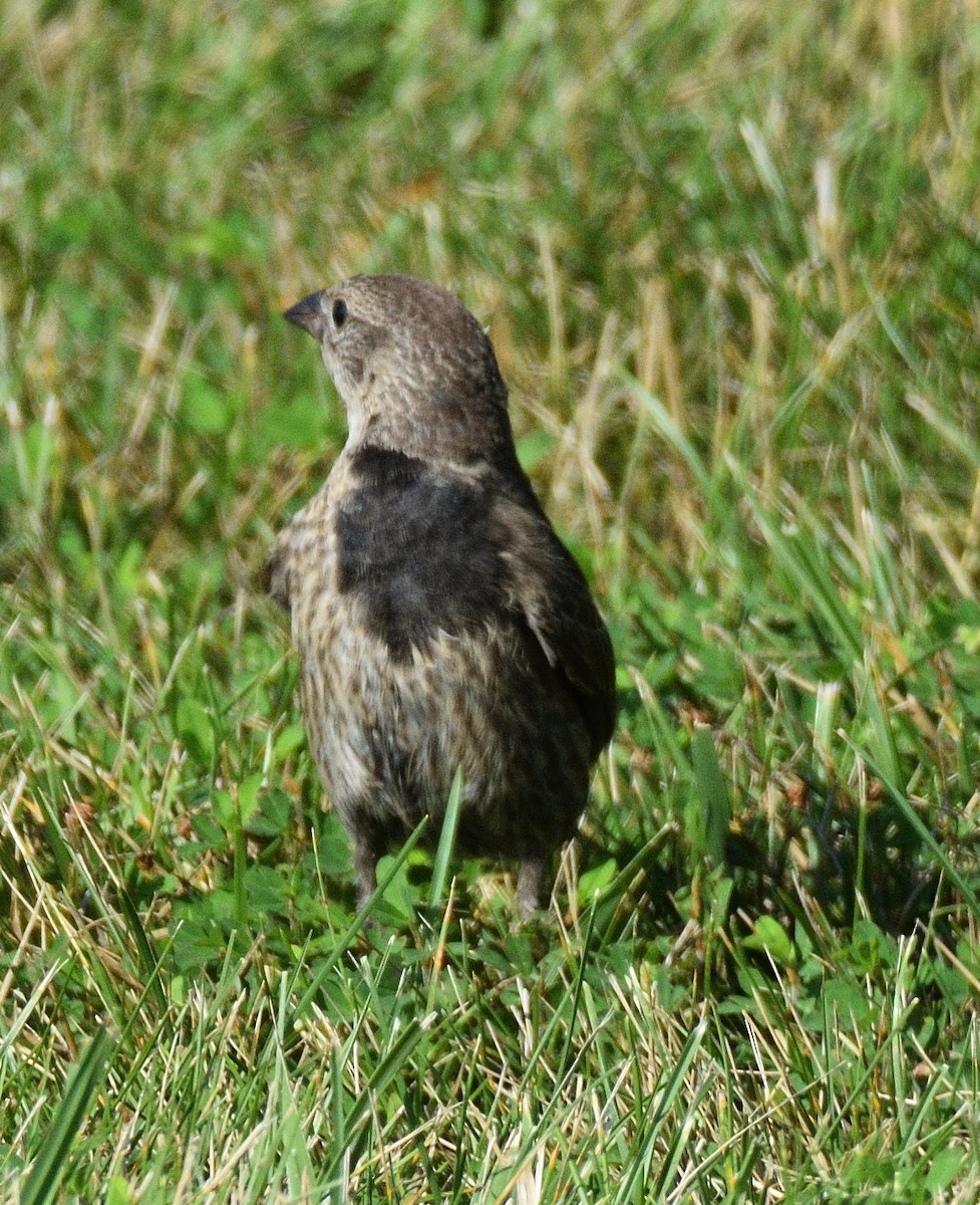 Brown-headed Cowbird - ML639110269