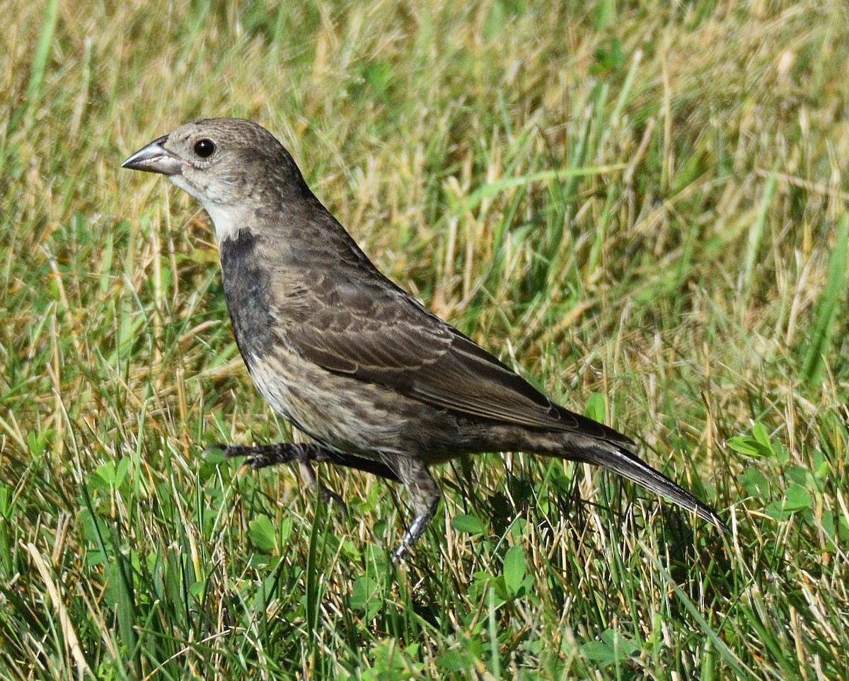 Brown-headed Cowbird - ML639110275