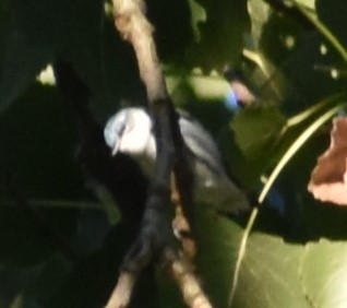 Reinita Cerúlea - ML639110294