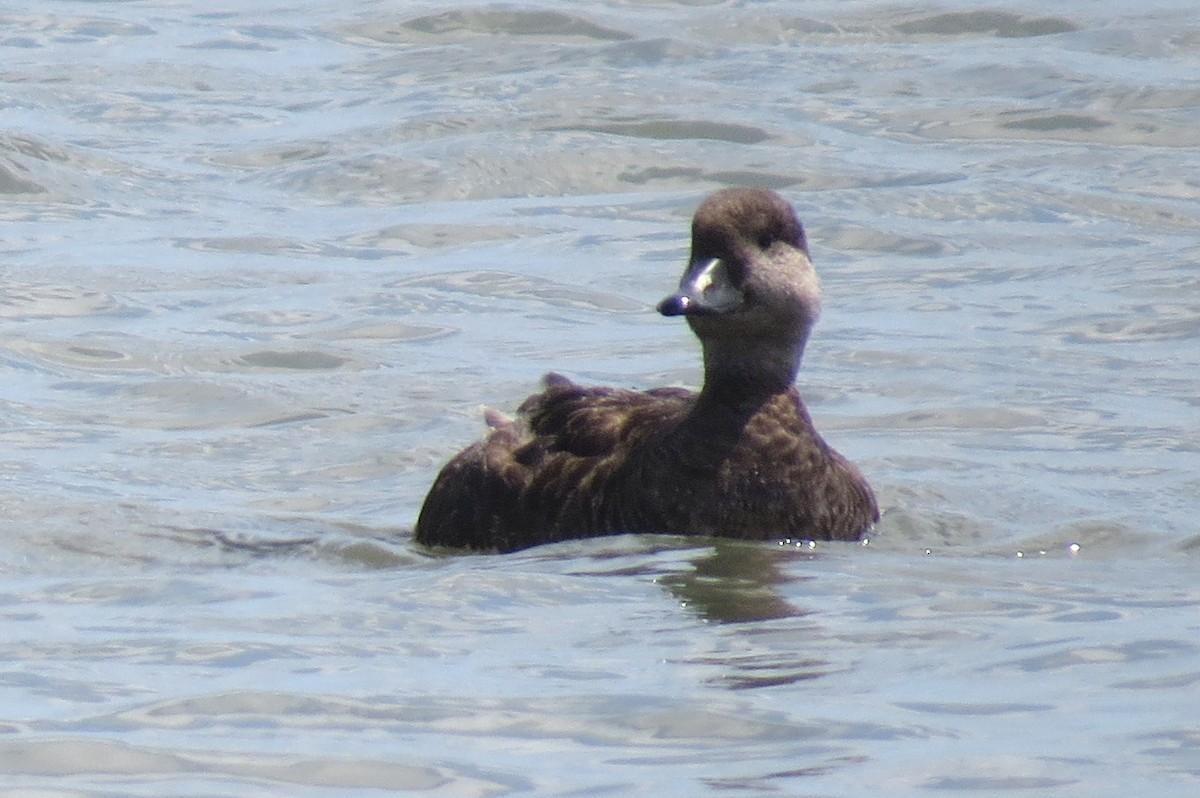 Black Scoter - ML639110299