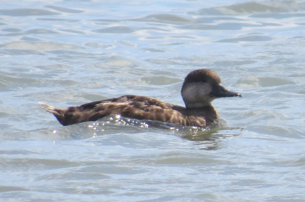 Black Scoter - ML639110300