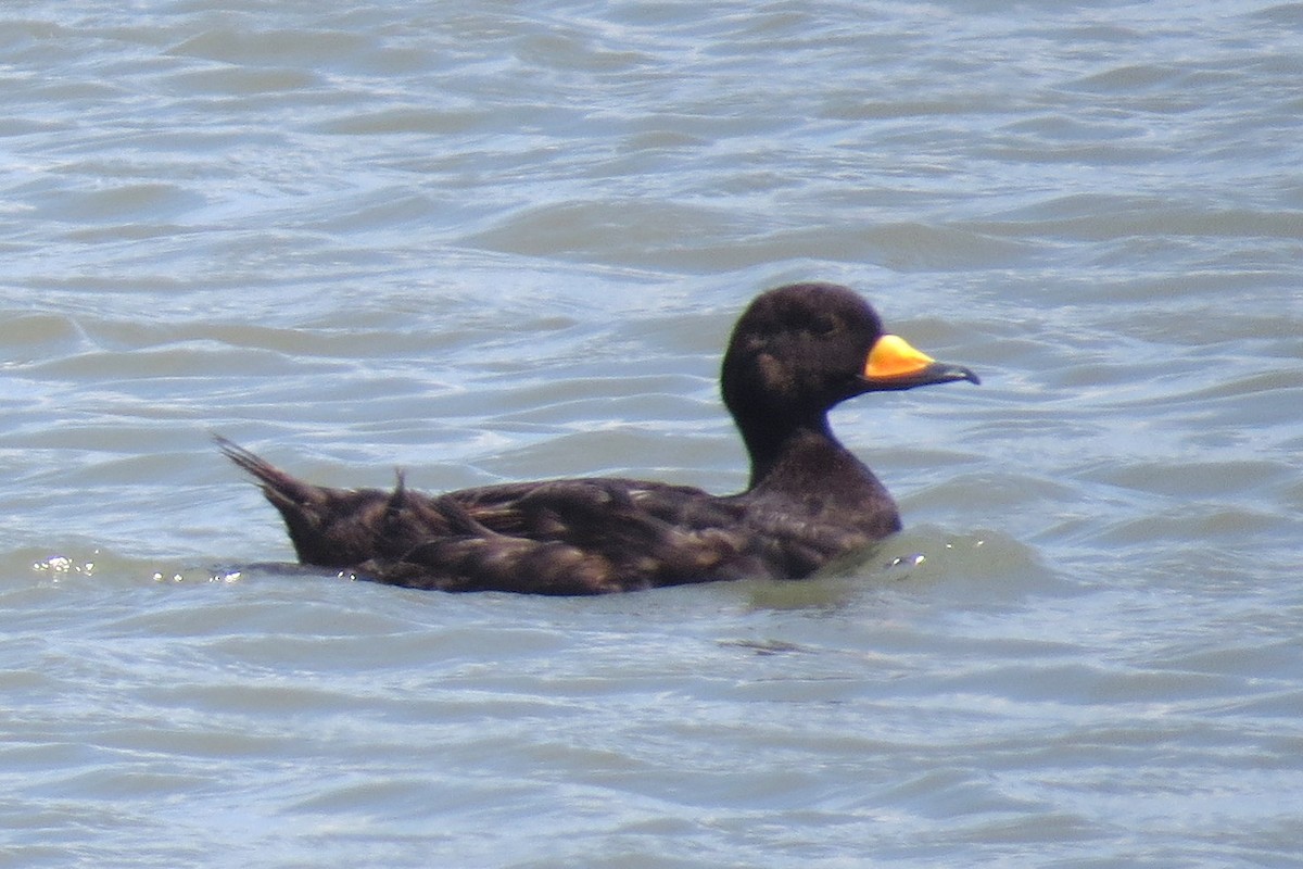 Black Scoter - ML639110301