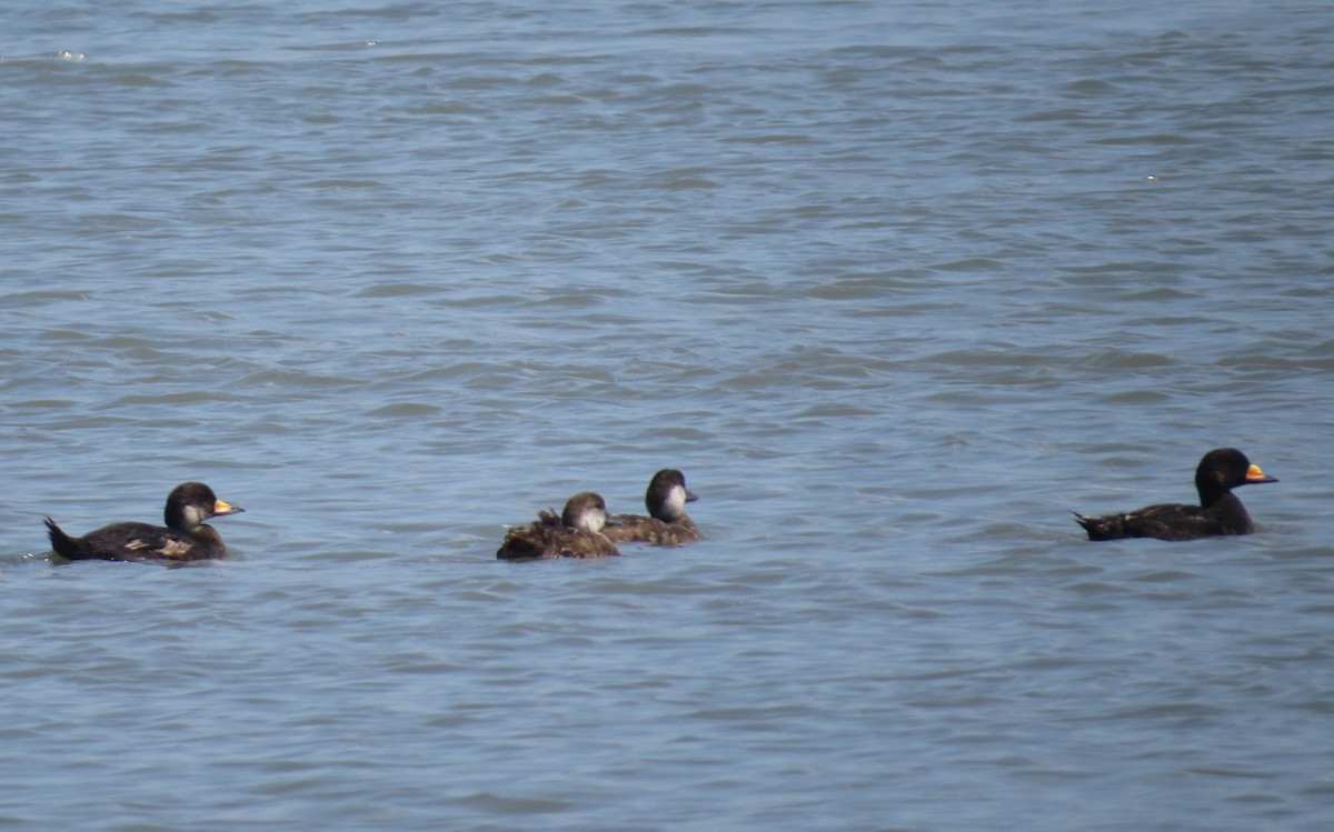 Black Scoter - ML639110302