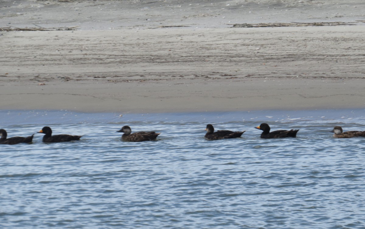 Black Scoter - ML639110303
