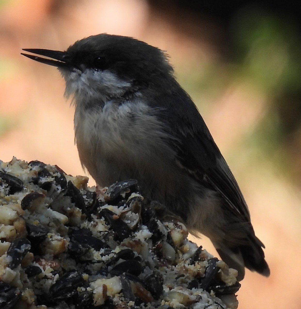 Pygmy Nuthatch - ML639110309