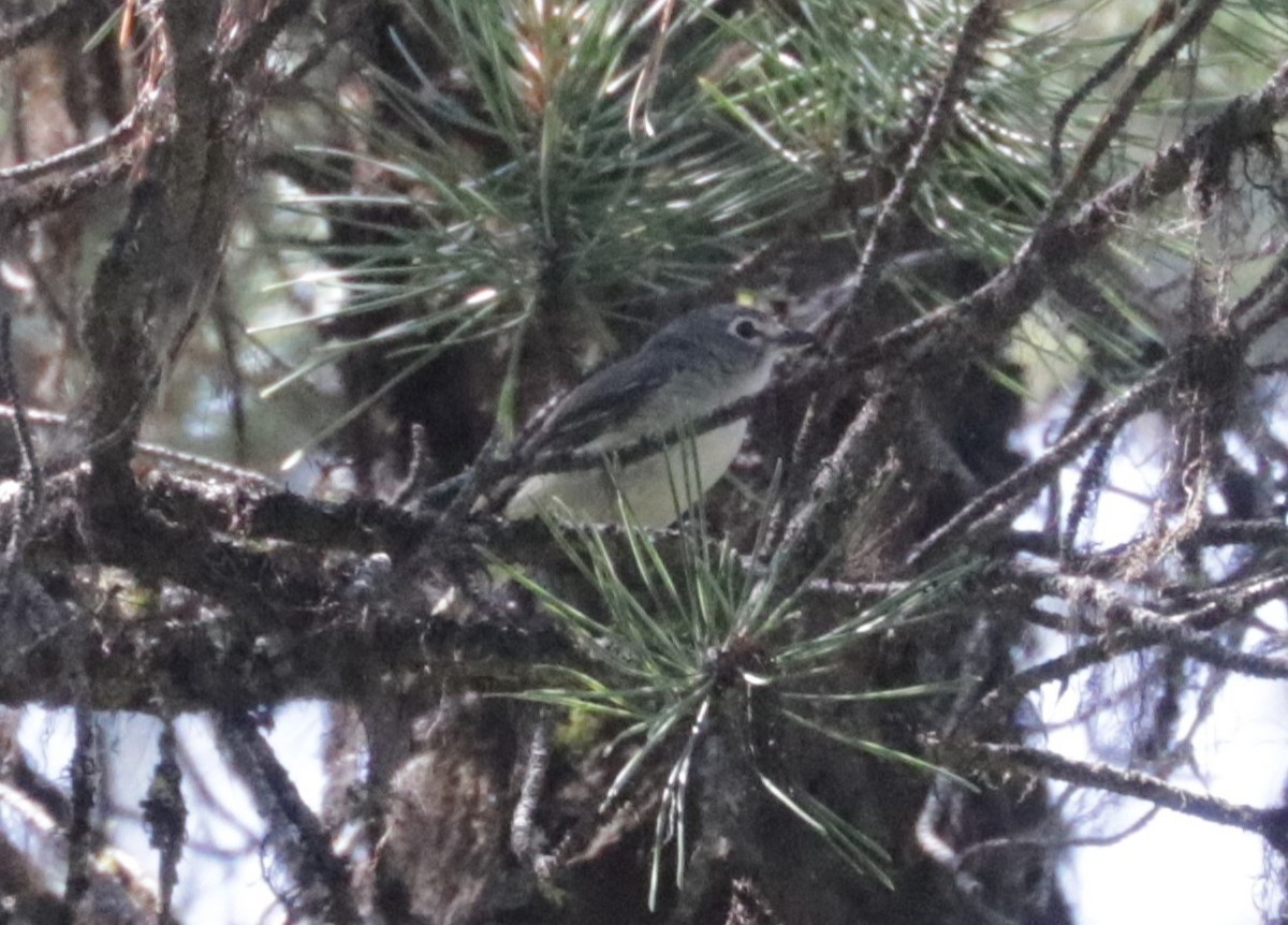 Cassinvireo - ML639110313