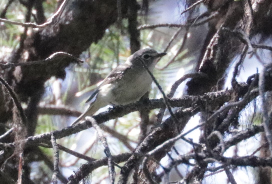 Cassinvireo - ML639110314