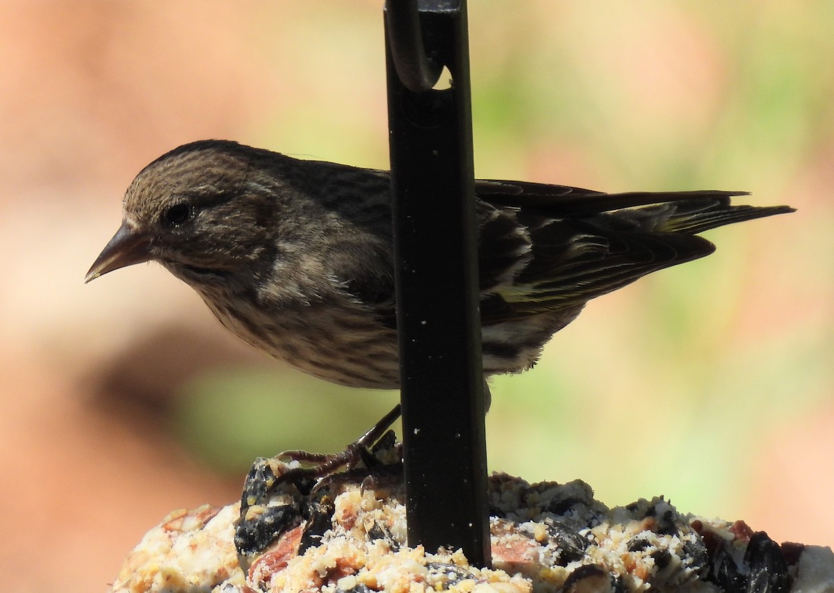 Pine Siskin - ML639110334