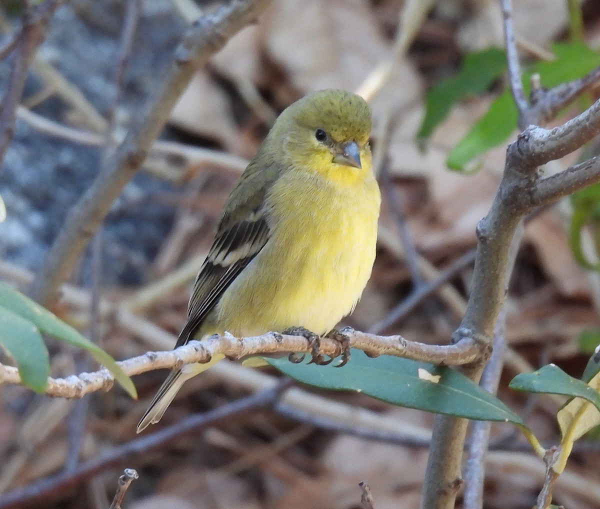 Lesser Goldfinch - ML639110386