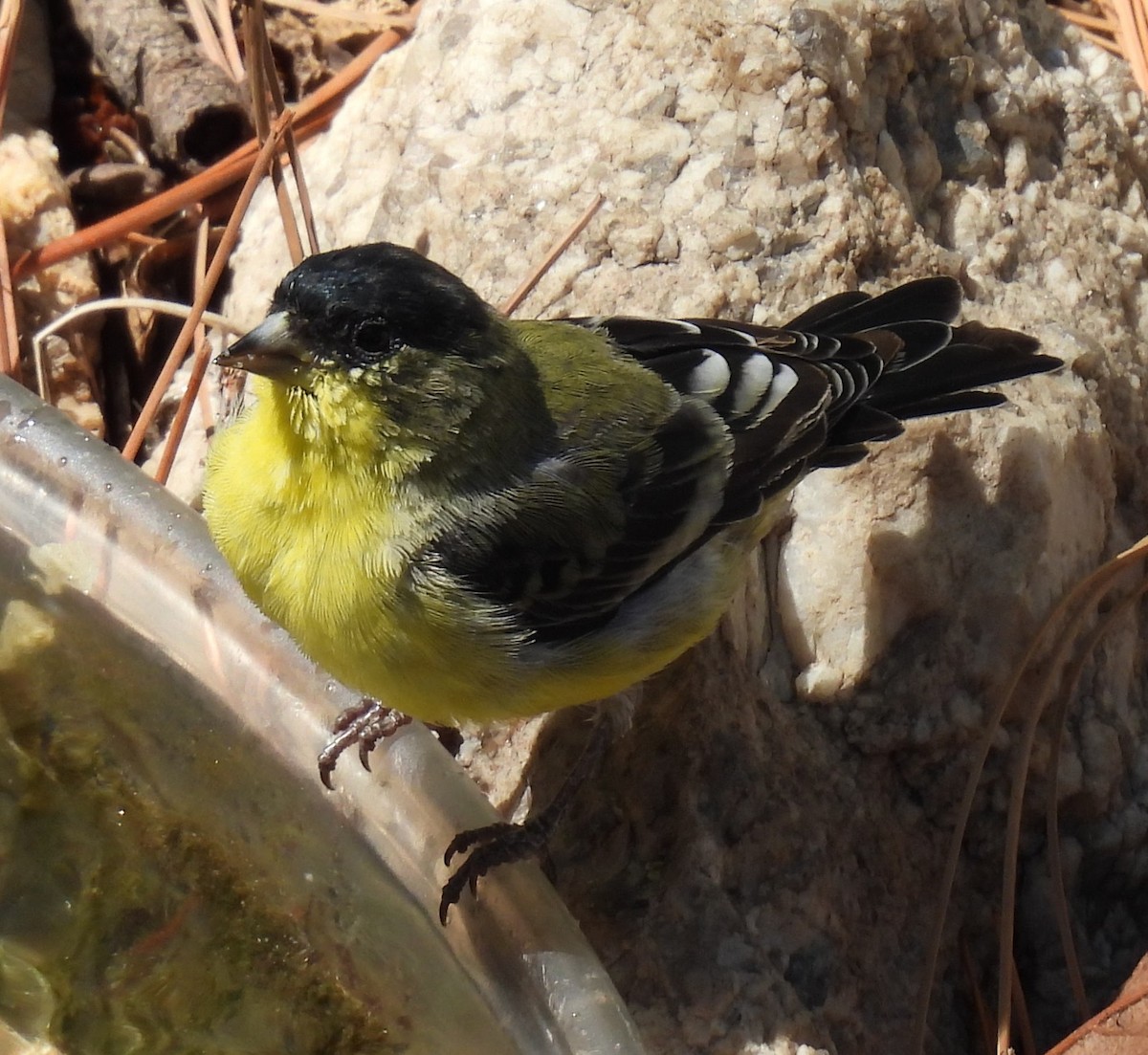 Lesser Goldfinch - ML639110387