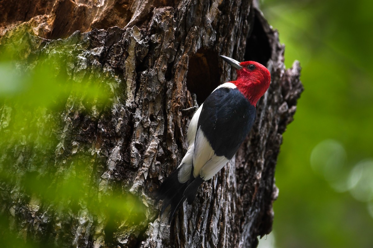 Red-headed Woodpecker - ML639110418
