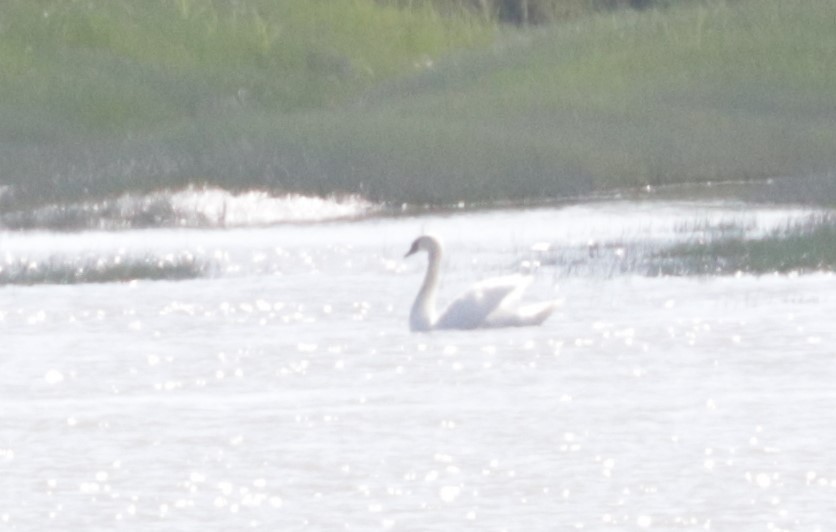 Höckerschwan - ML639110436
