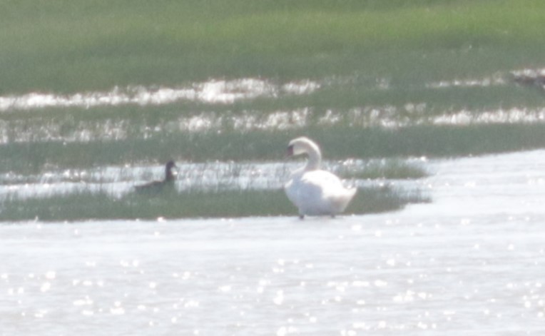 Höckerschwan - ML639110437