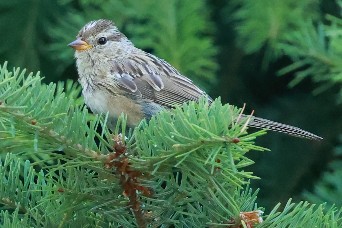 White-crowned Sparrow - ML639110444