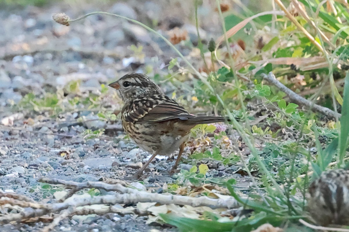 White-crowned Sparrow - ML639110445