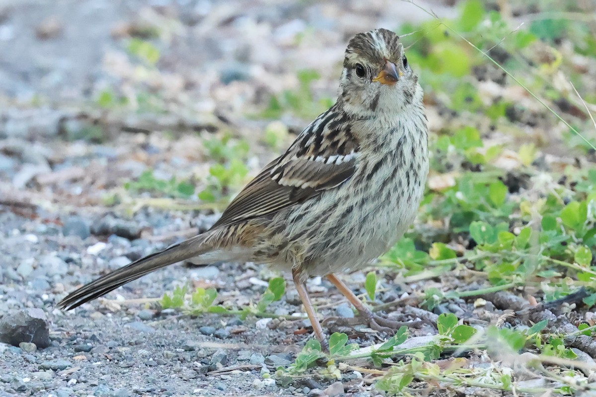 White-crowned Sparrow - ML639110446