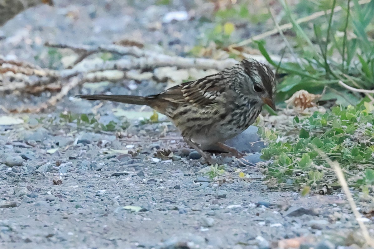 White-crowned Sparrow - ML639110447