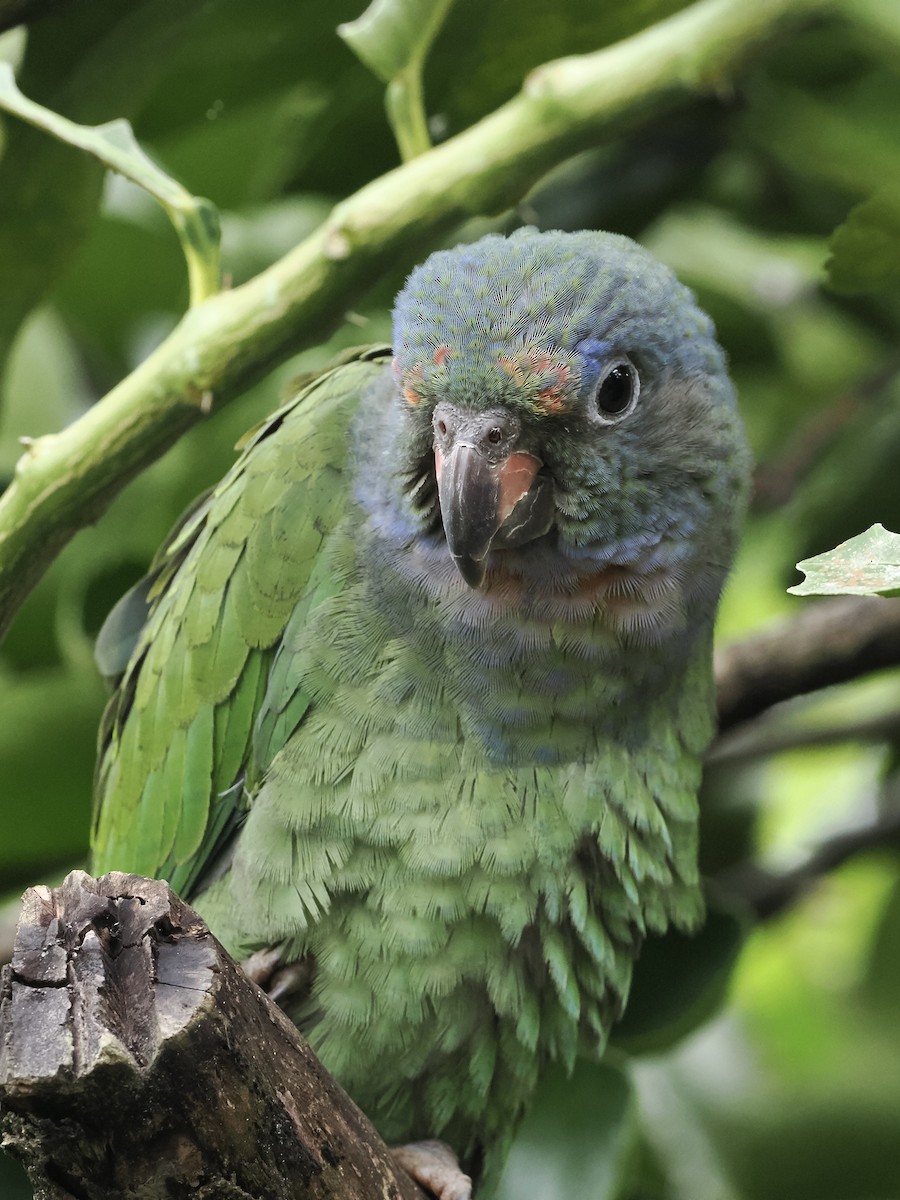 Blue-headed Parrot - ML639110451