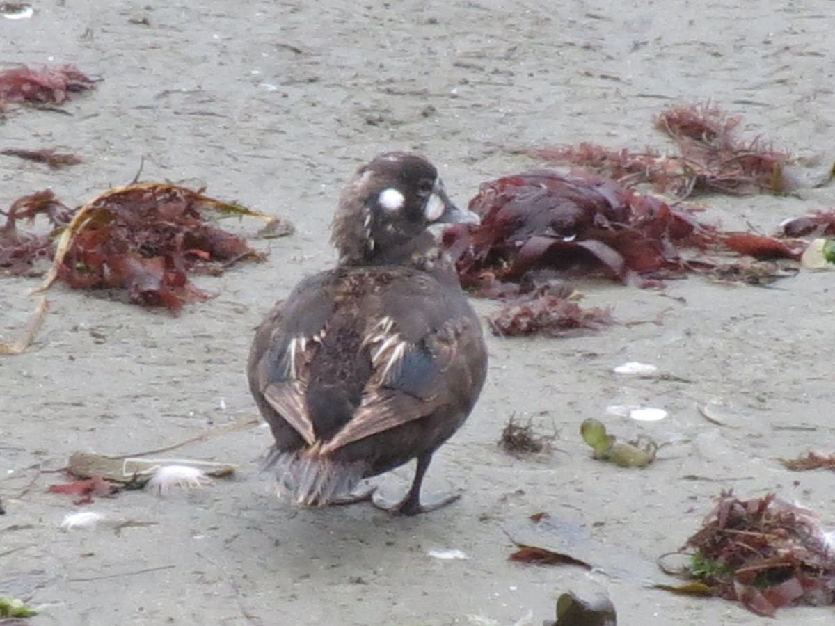Harlequin Duck - ML639110472