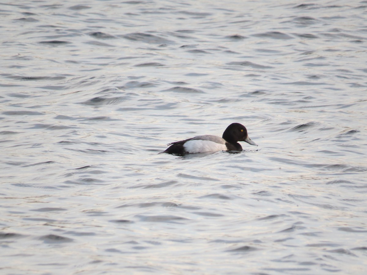 Greater Scaup - ML639110485