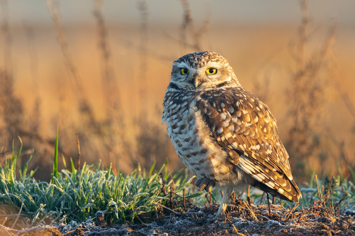 アナホリフクロウ（cunicularia グループ） - ML639110492