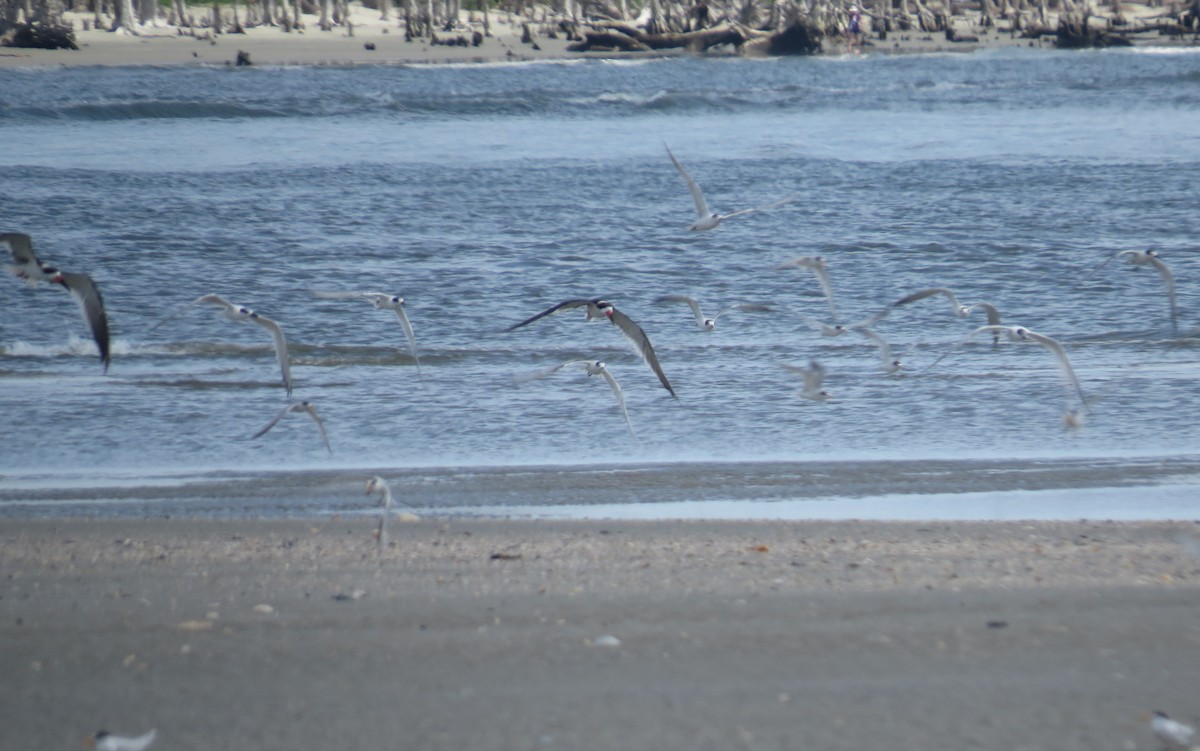 Black Skimmer - ML639110498