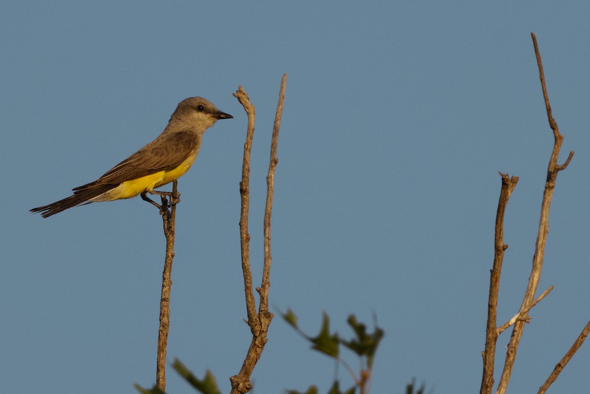 Western Kingbird - ML639110524
