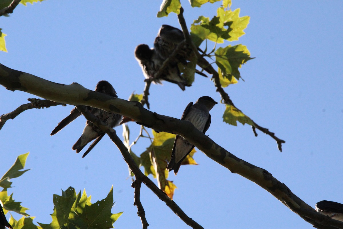 Purple Martin - ML639110572