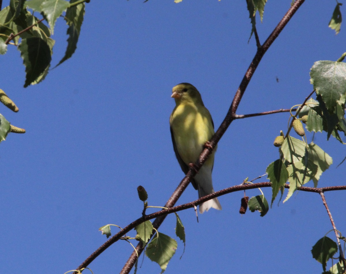 American Goldfinch - ML639110582