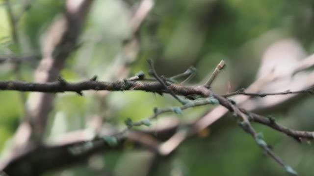Grünolivtyrann (minima/jaliscensis) - ML639110623