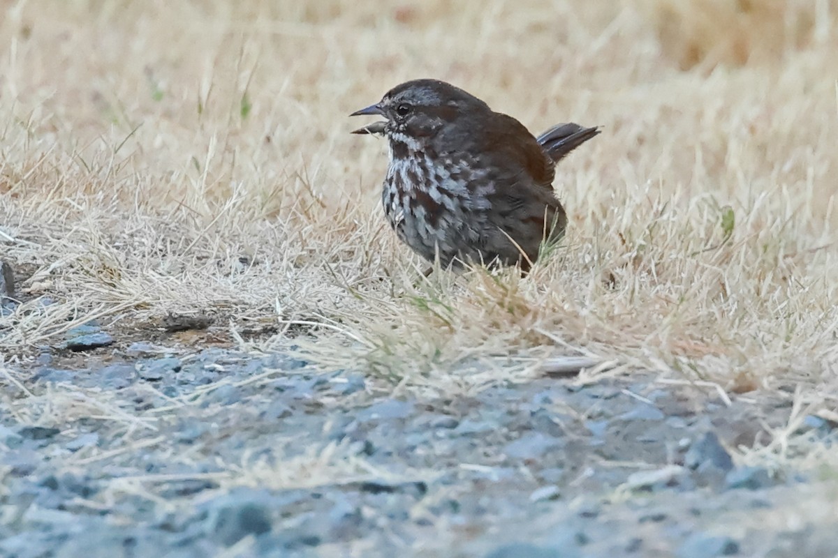 Song Sparrow - ML639110644