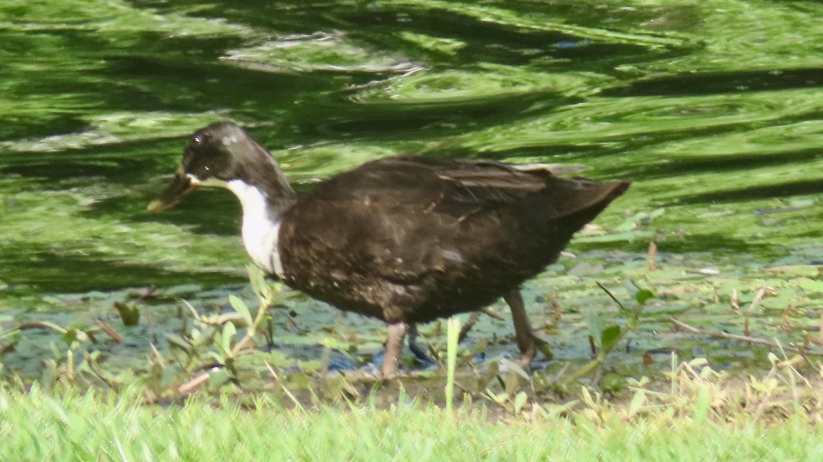 anatidé sp. (canard sp.) - ML639110660