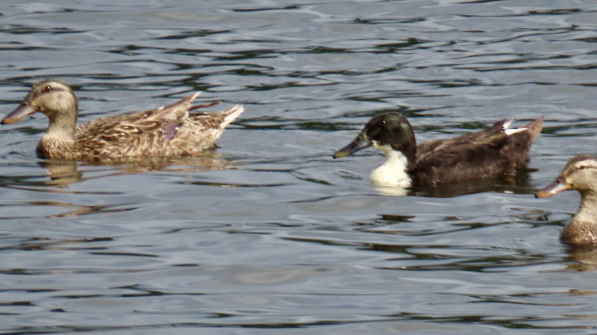 anatidé sp. (canard sp.) - ML639110661