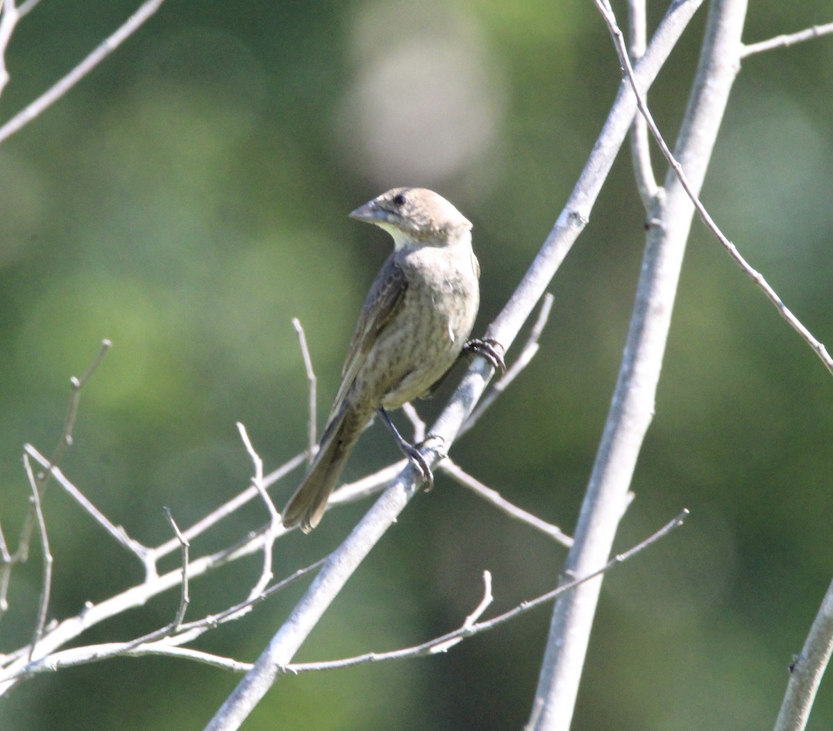 Brown-headed Cowbird - ML639110697