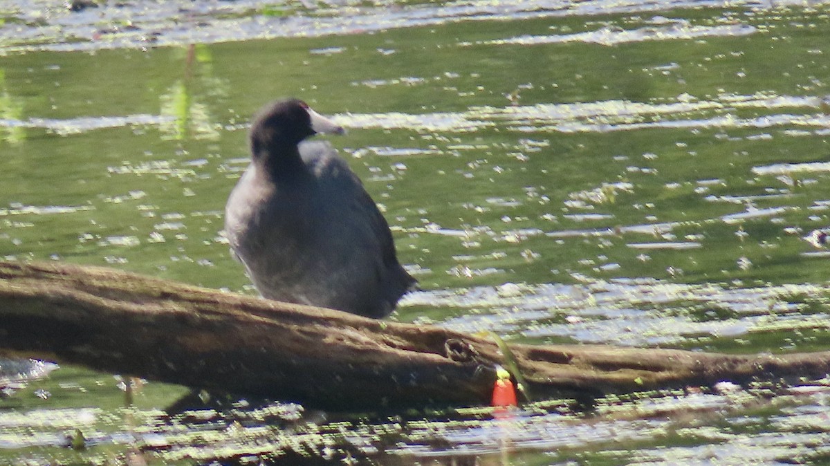 American Coot - ML639110700