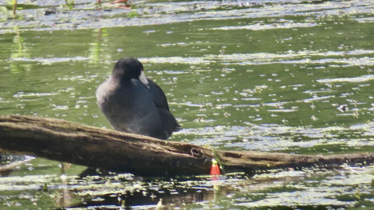 American Coot - ML639110701