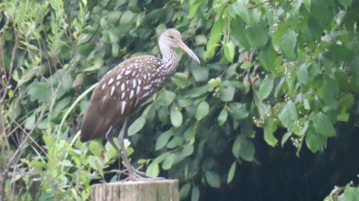 Limpkin - ML639110706