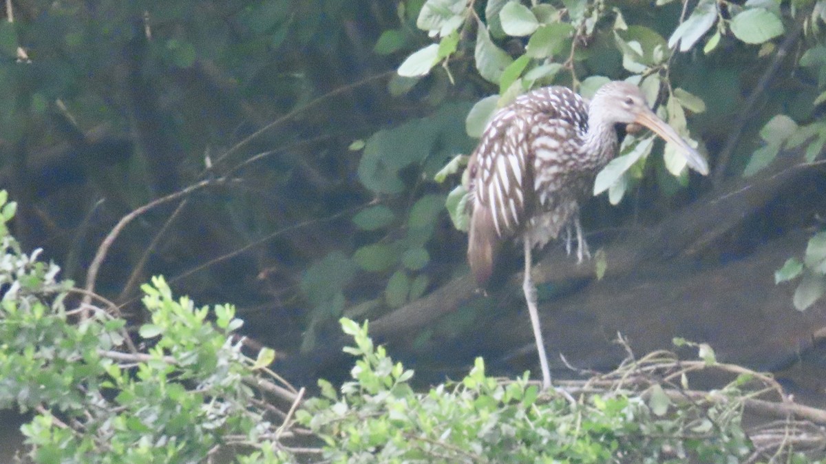 Limpkin - ML639110707