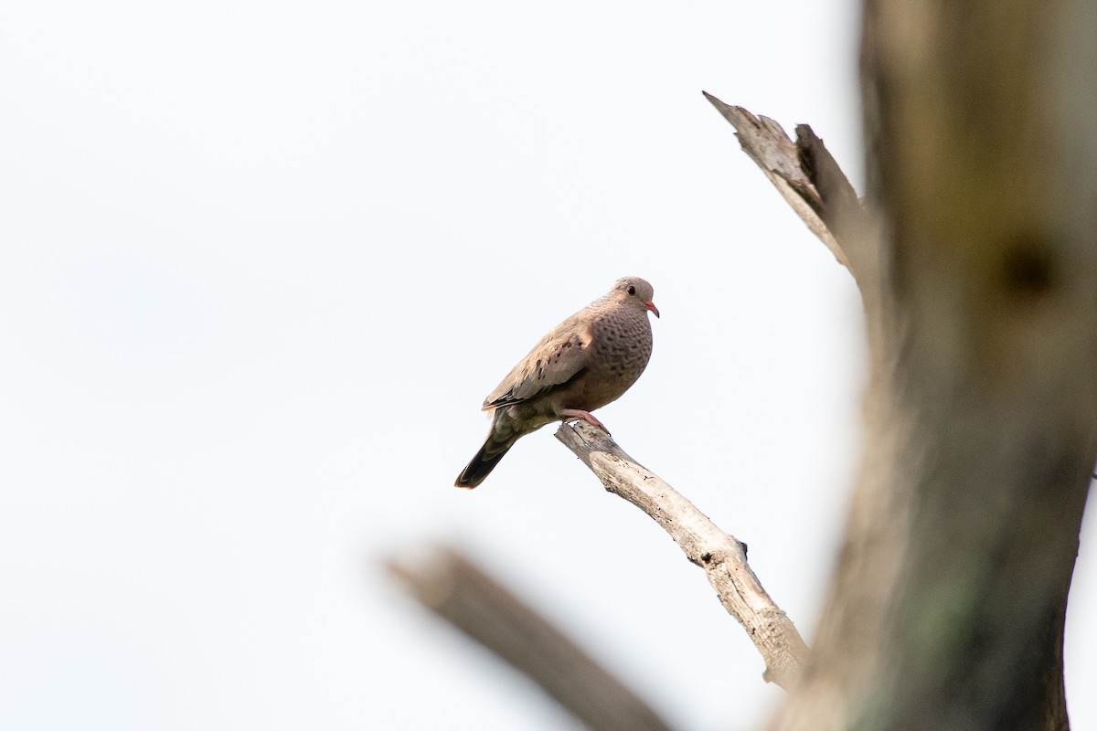 Common Ground Dove - ML639110708