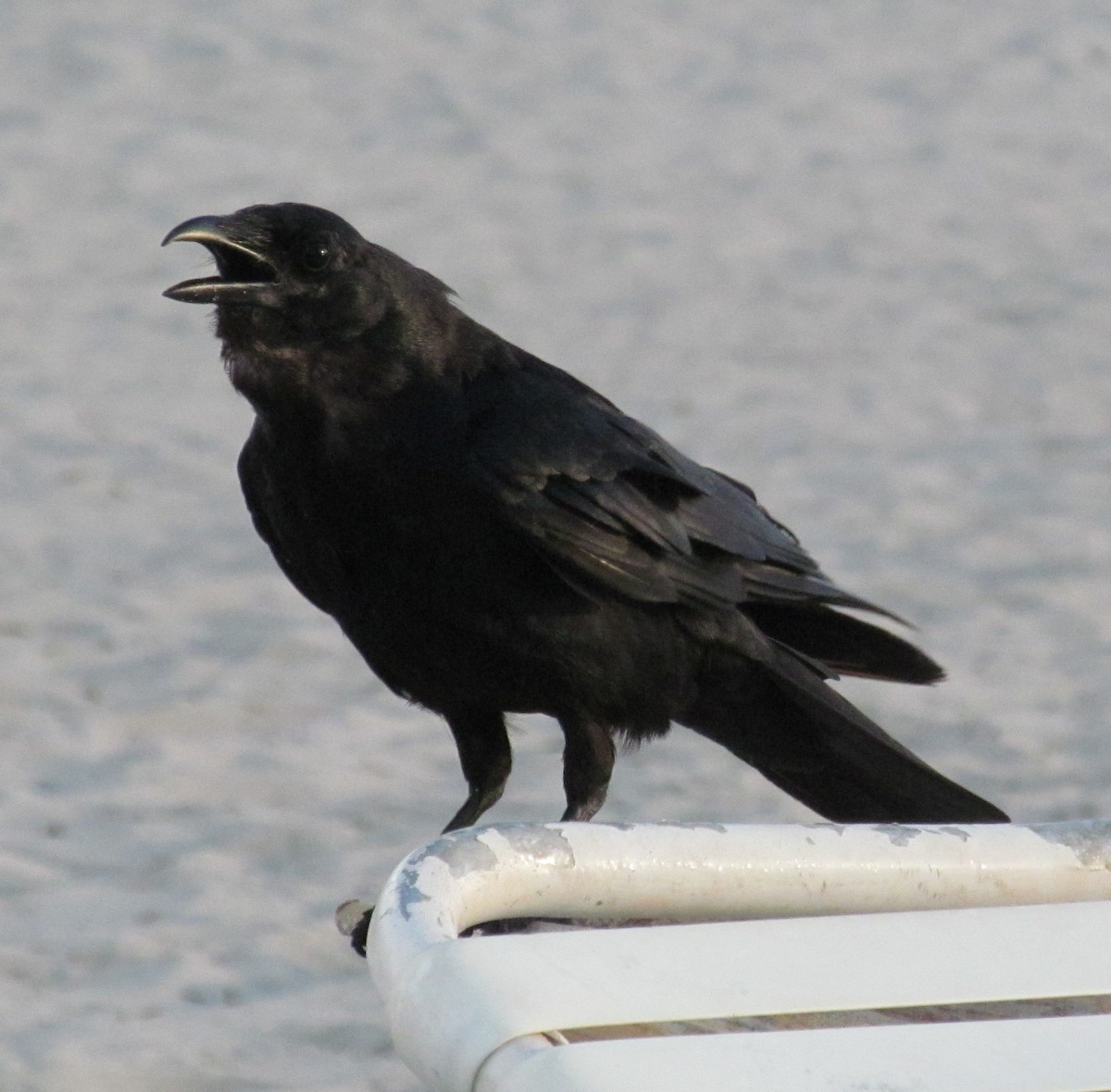 Fish Crow - ML63911071