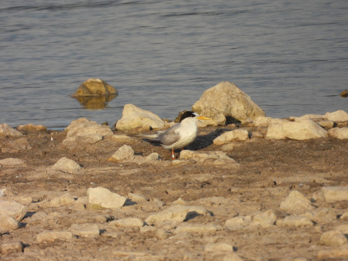 Little Tern - ML639110720