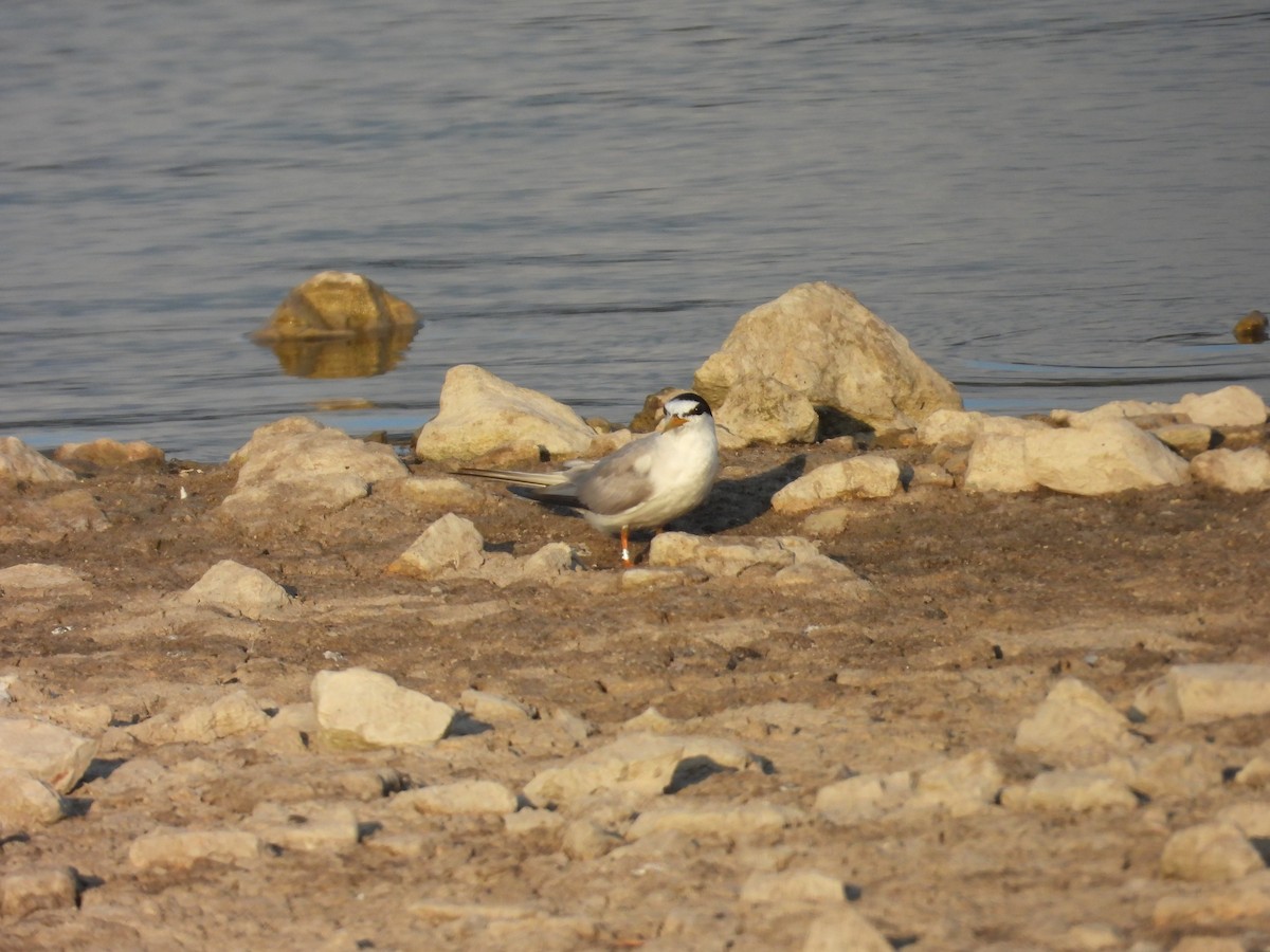 Little Tern - ML639110721