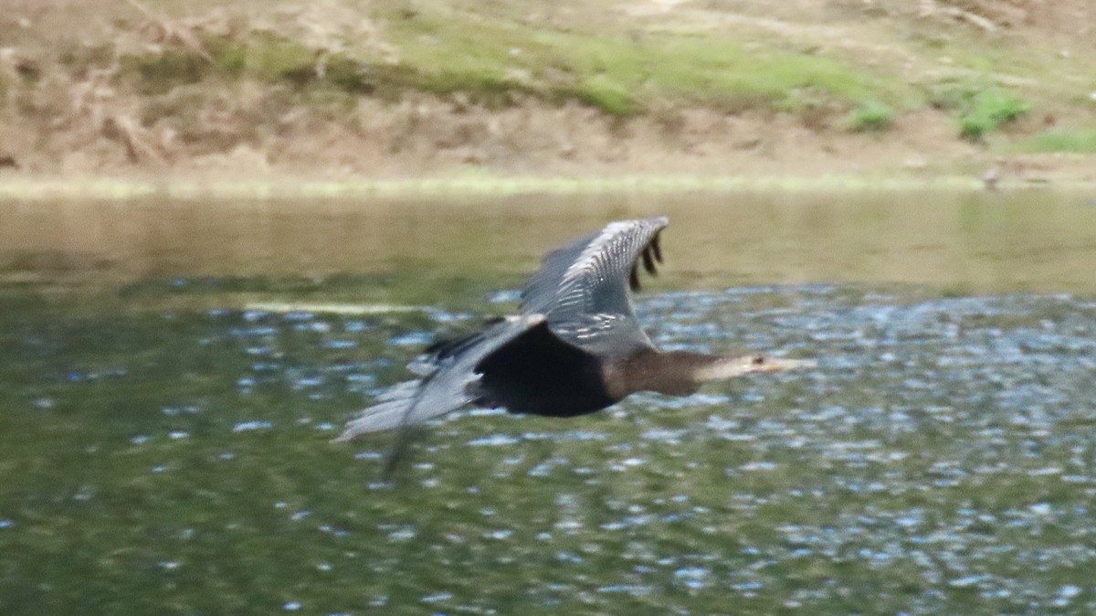 Anhinga - ML639110734