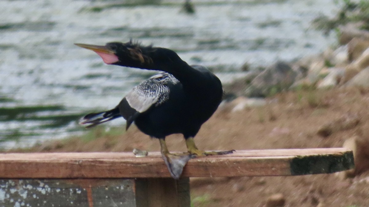 Anhinga - ML639110735