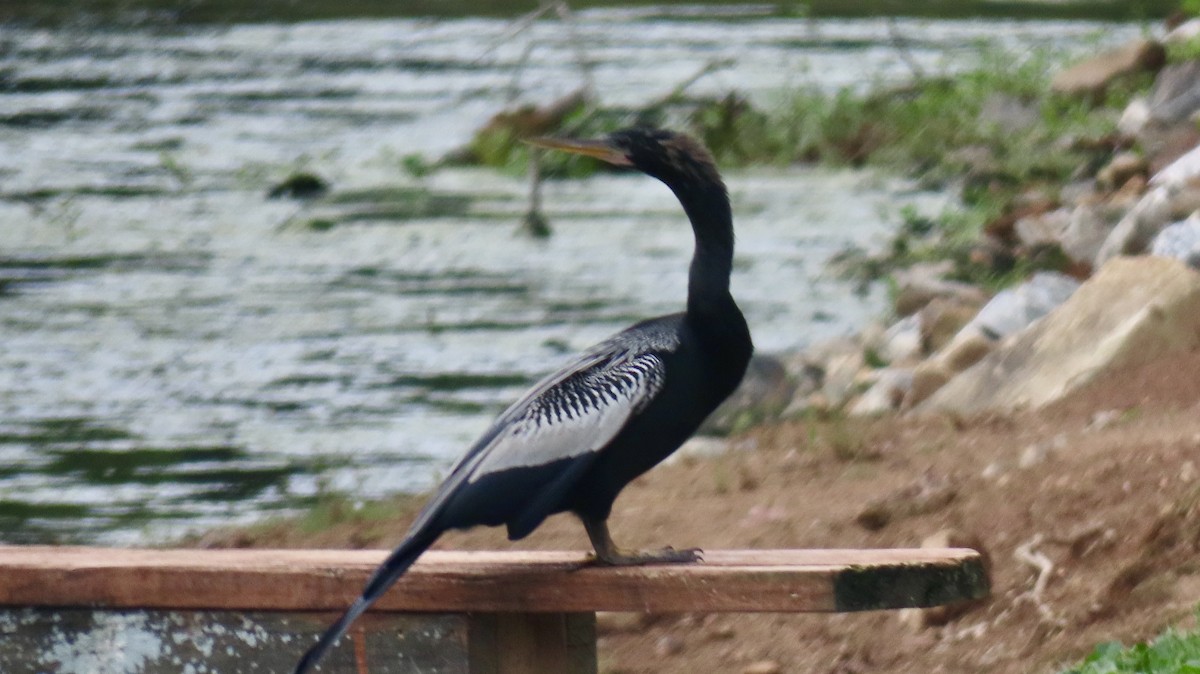 Anhinga - ML639110736