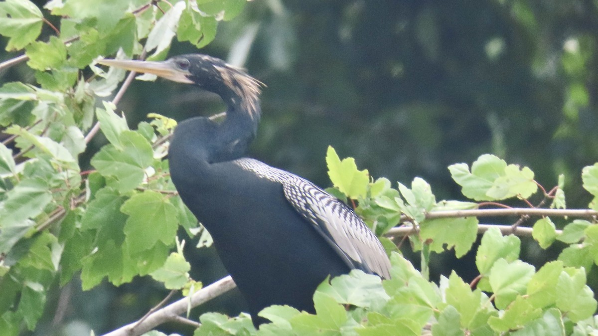 Anhinga - ML639110737
