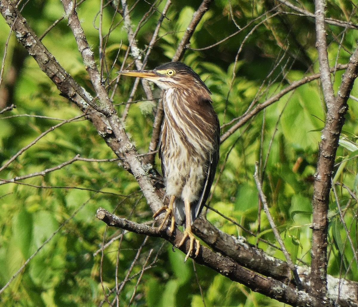 Green Heron - ML639110739