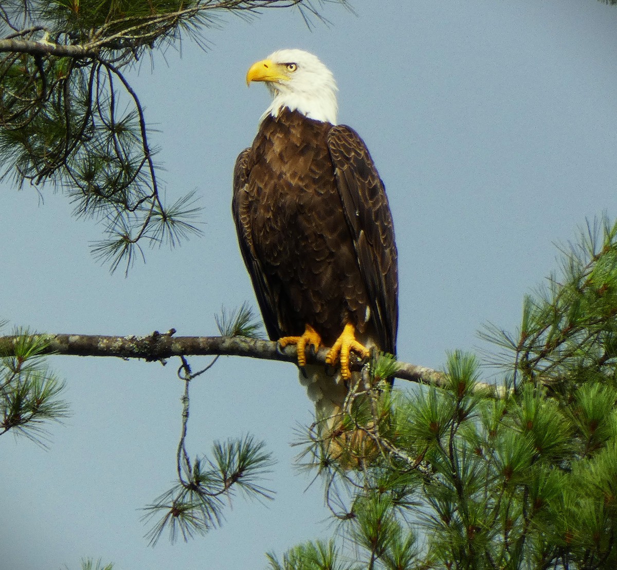 Bald Eagle - ML639110752