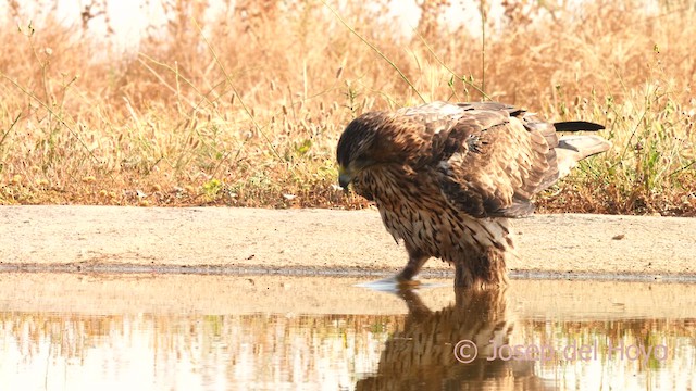 Habichtsadler - ML639110794