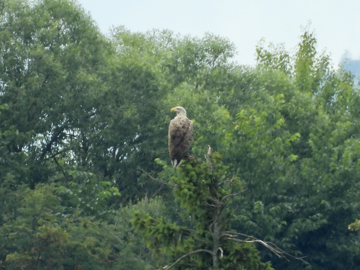 White-tailed Eagle - ML639110910
